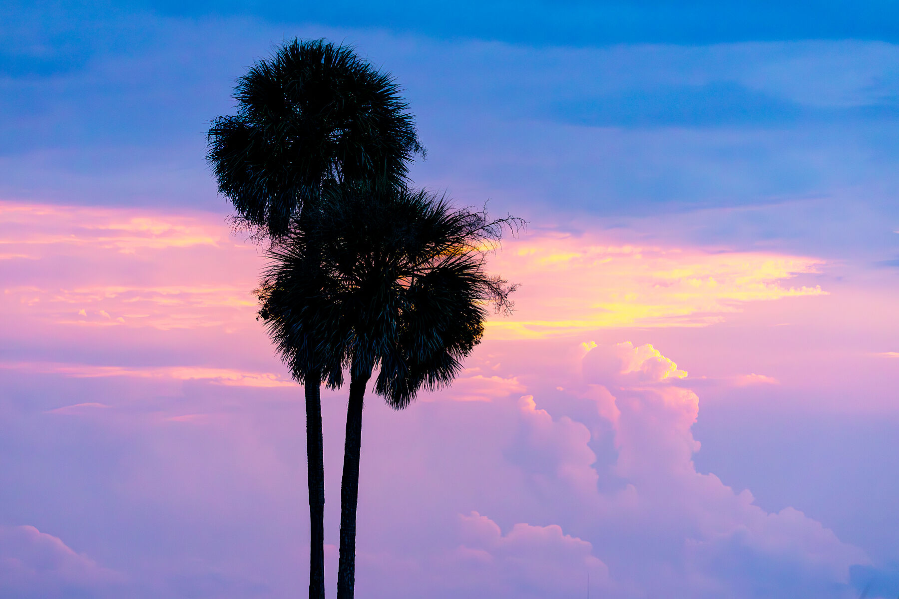 Palms and Pastels