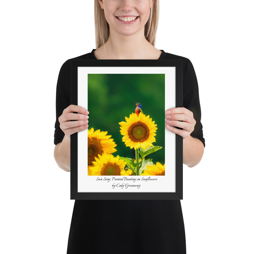 Sun Song Poster (framed)