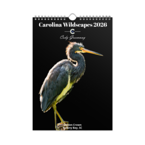 Wall calendar (2026)